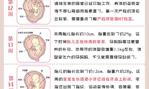 樱珠有什么功效、樱菜有什么功效 -樱功效网